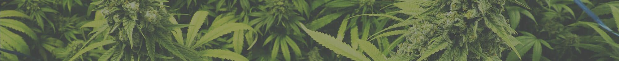 Marijuana leaves