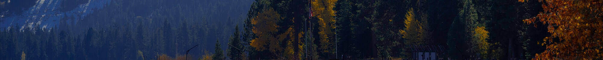 woods background image